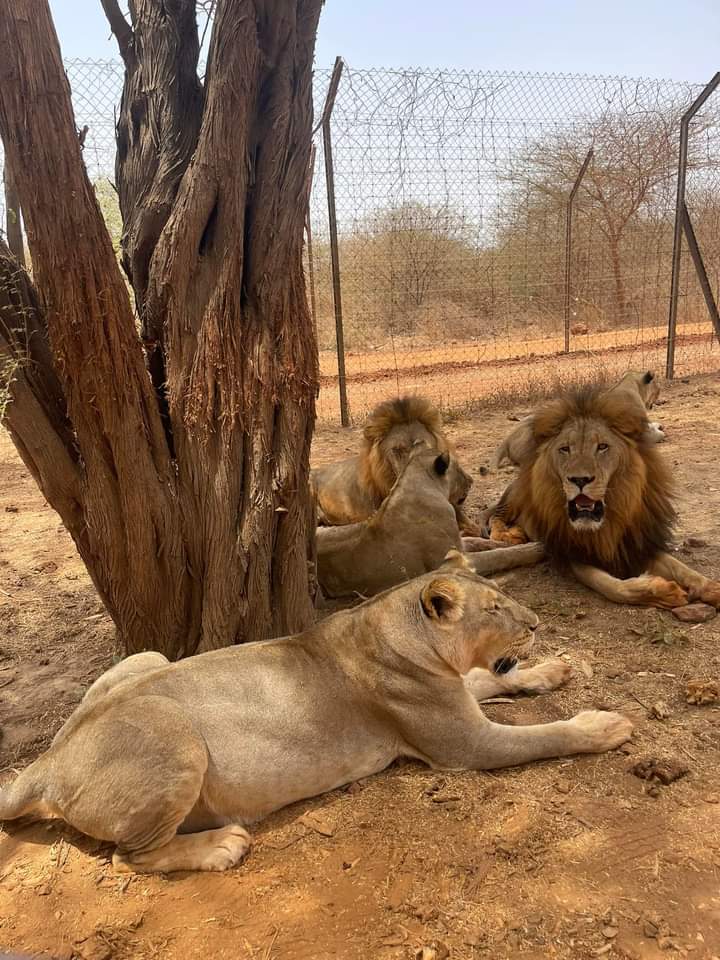 RANCH DE LIONS BANDIA